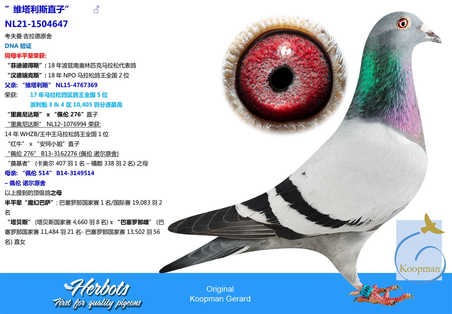 pigeon: ”维塔利斯直子”