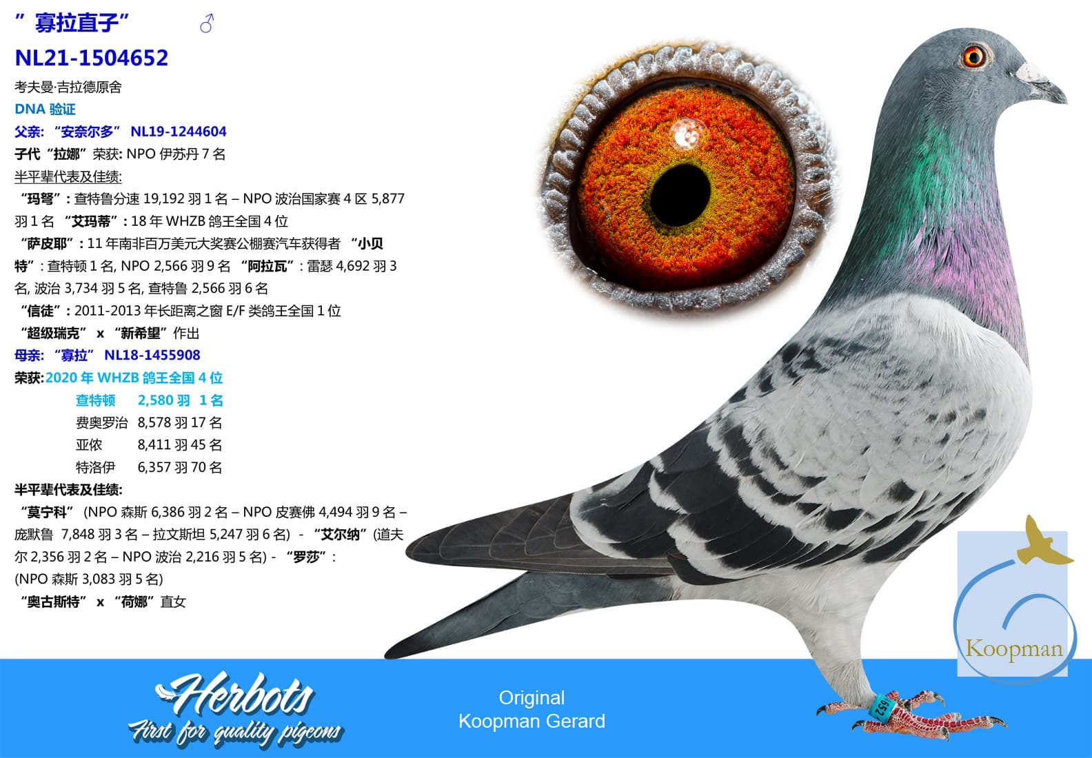 pigeon: undefined
