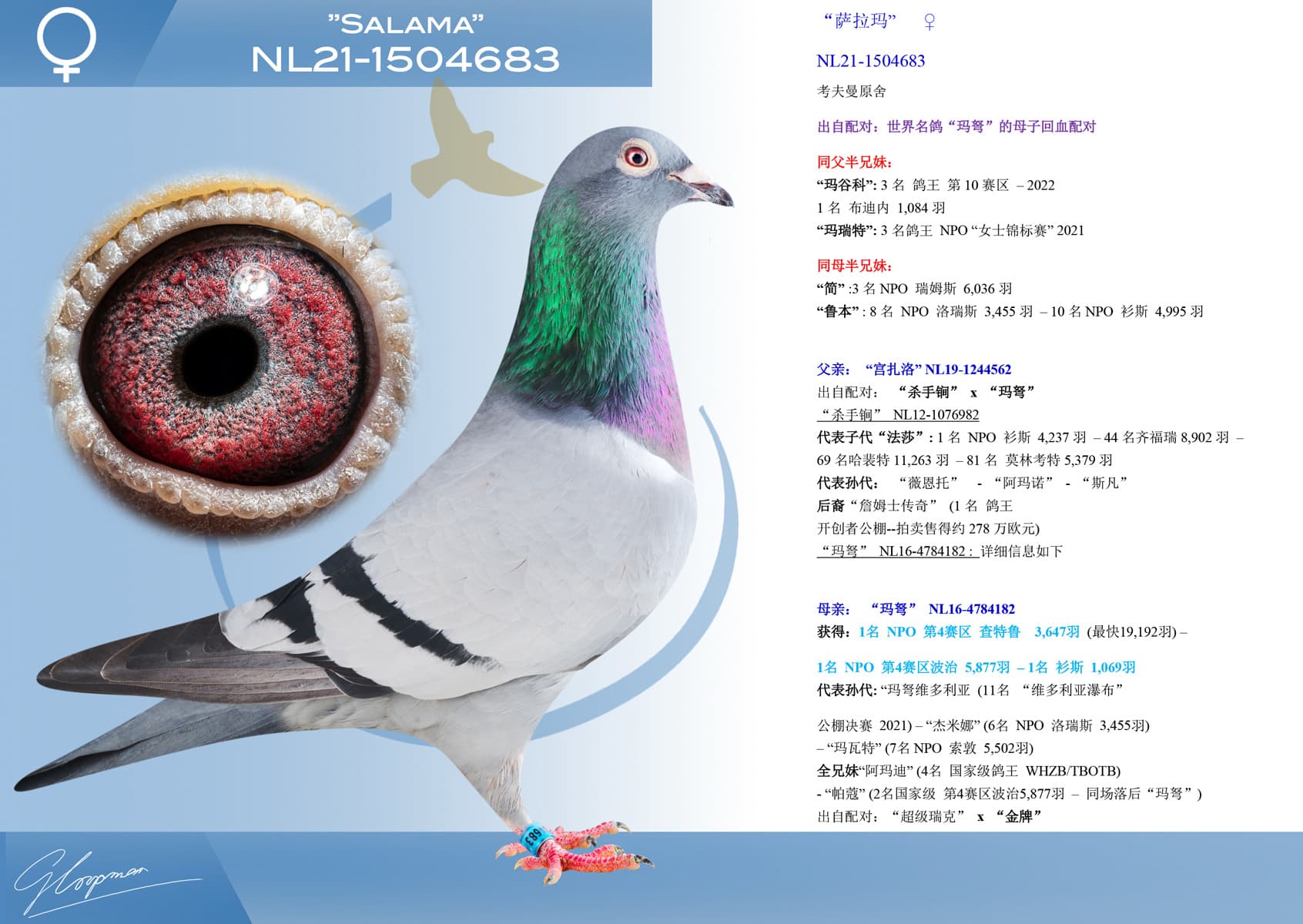pigeon: “萨拉玛”