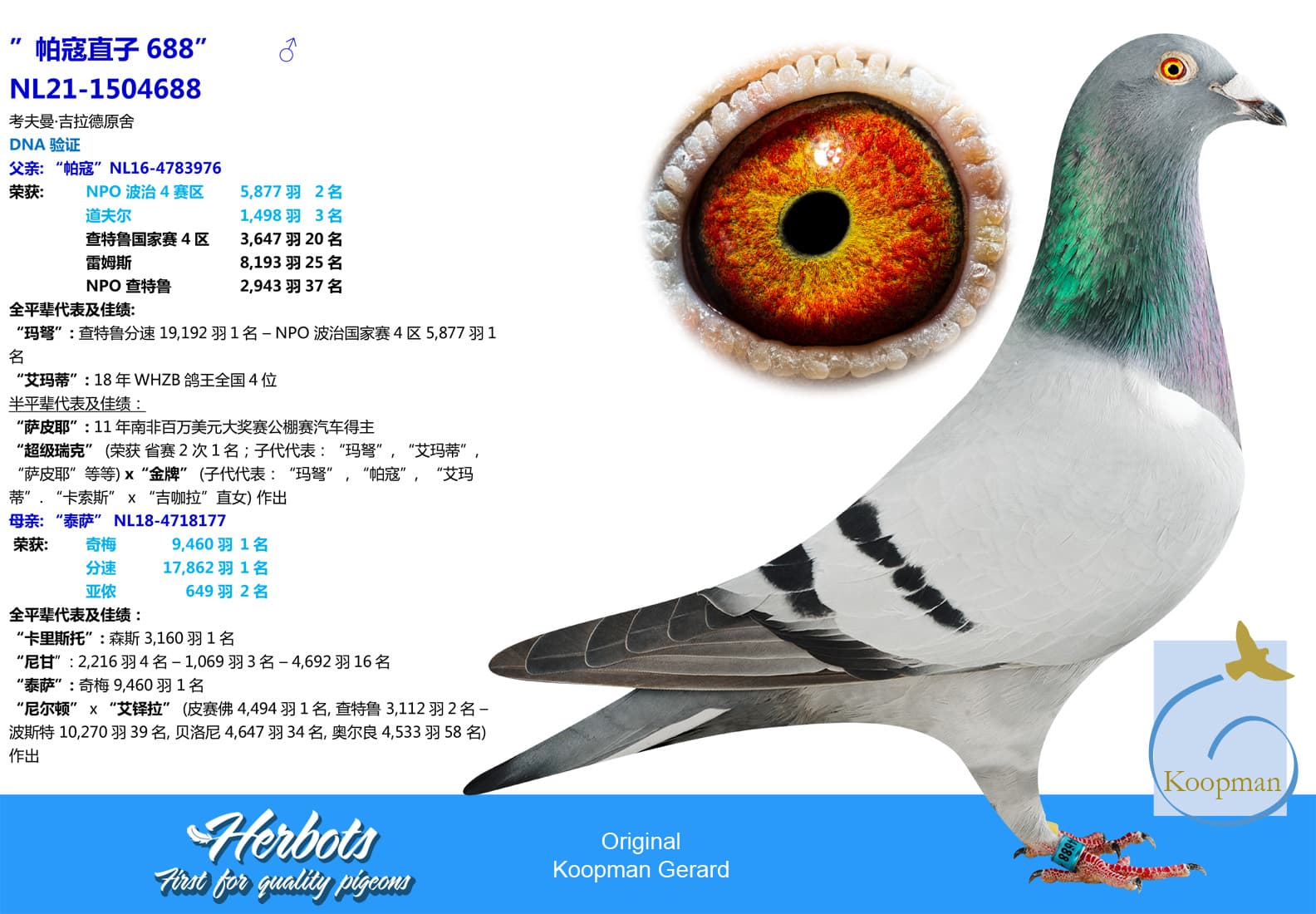 pigeon: undefined