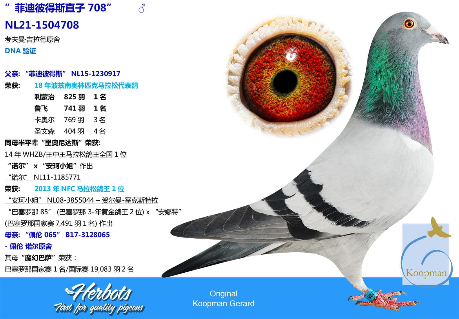 pigeon: ”菲迪彼得斯直子708”