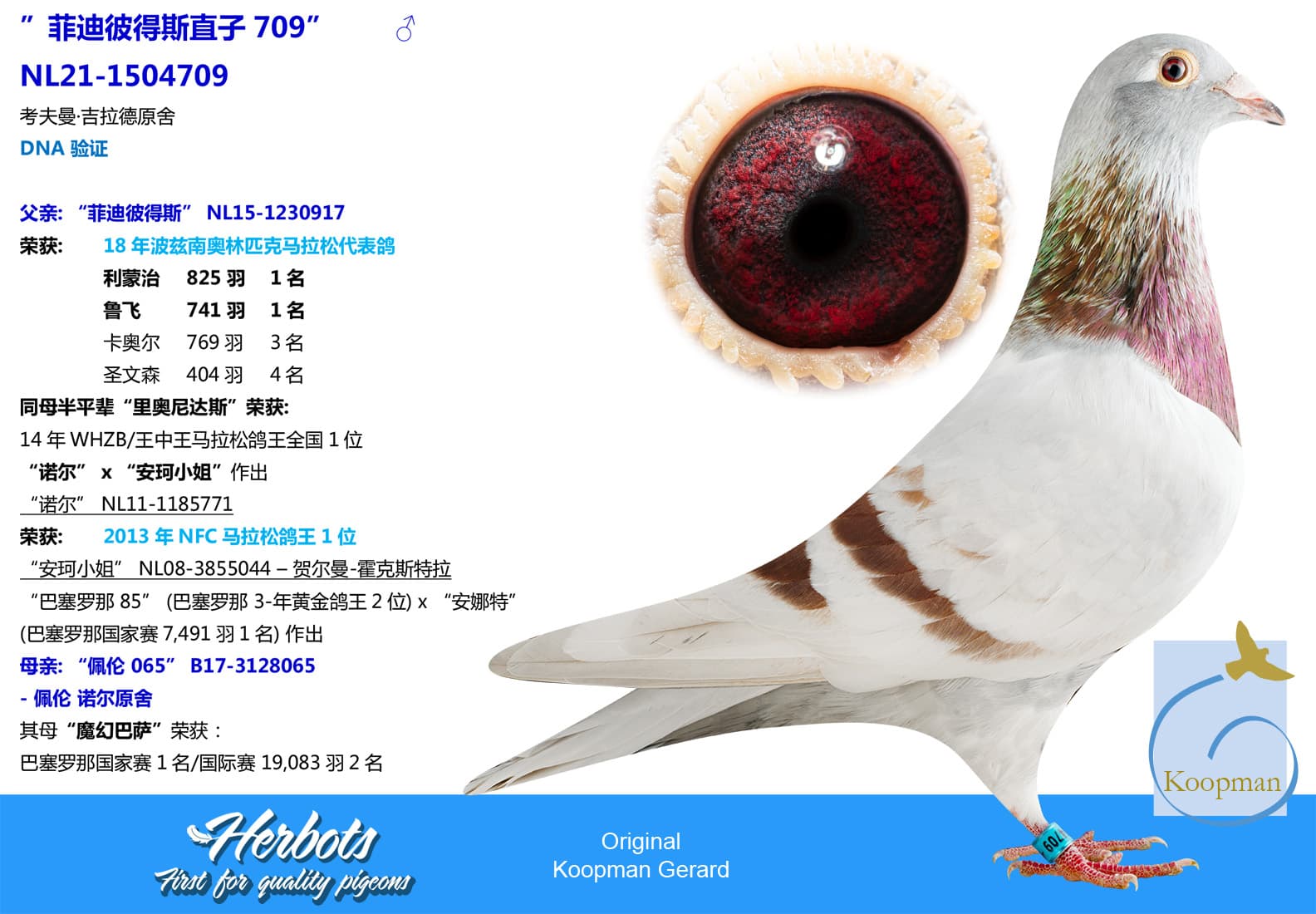 pigeon: ”709-Son Phidippides”