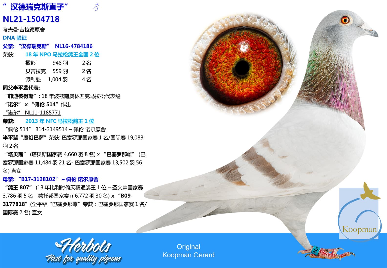 pigeon: ”汉德瑞克斯直子”