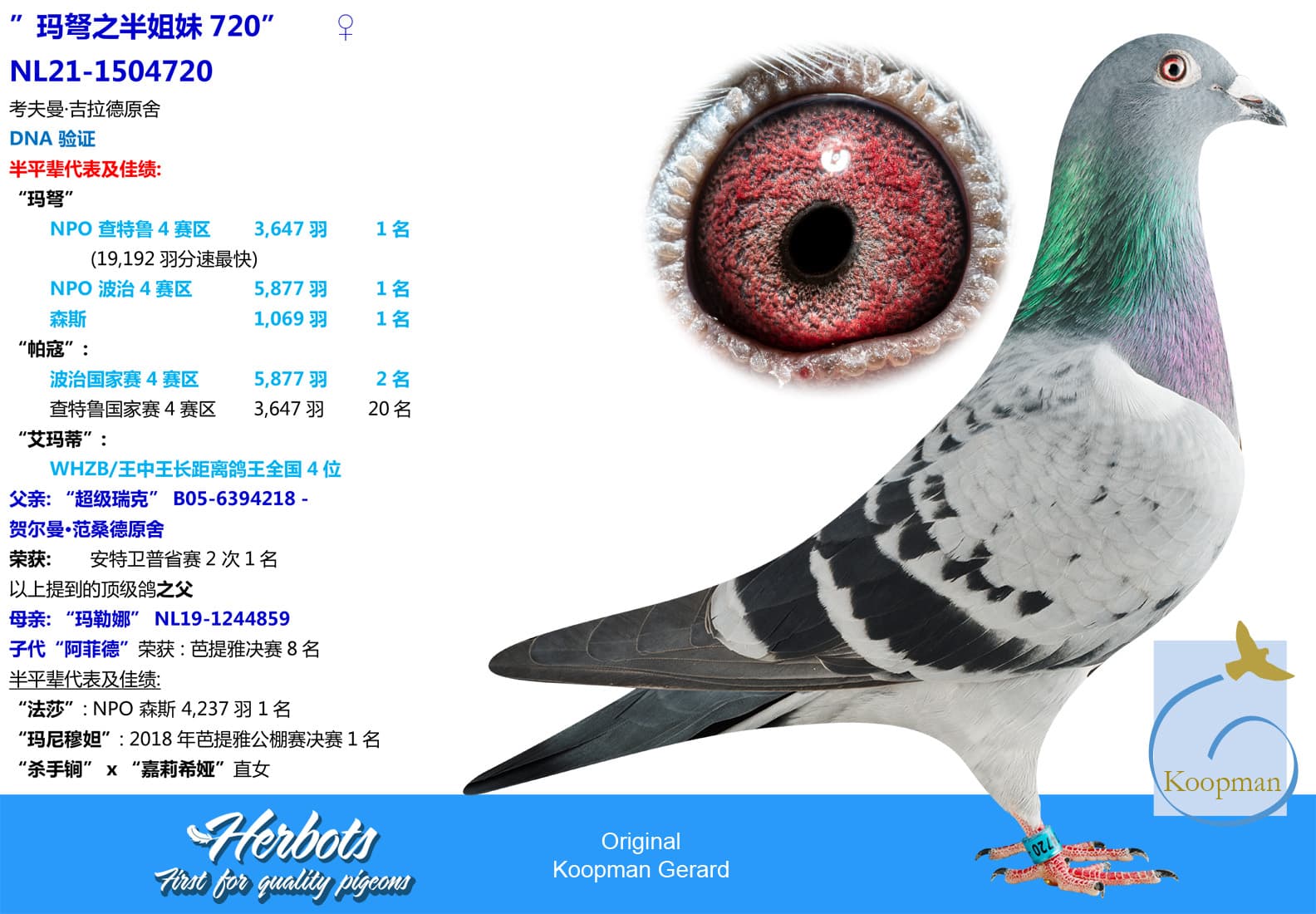 pigeon: undefined