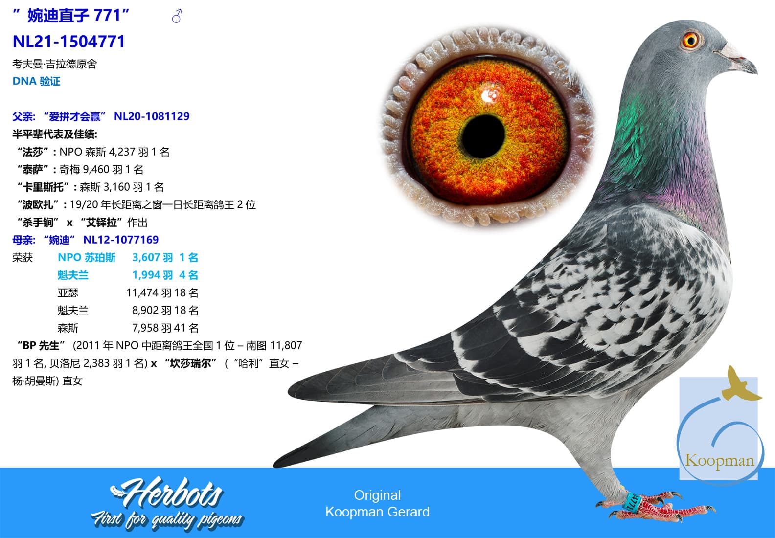 pigeon: undefined