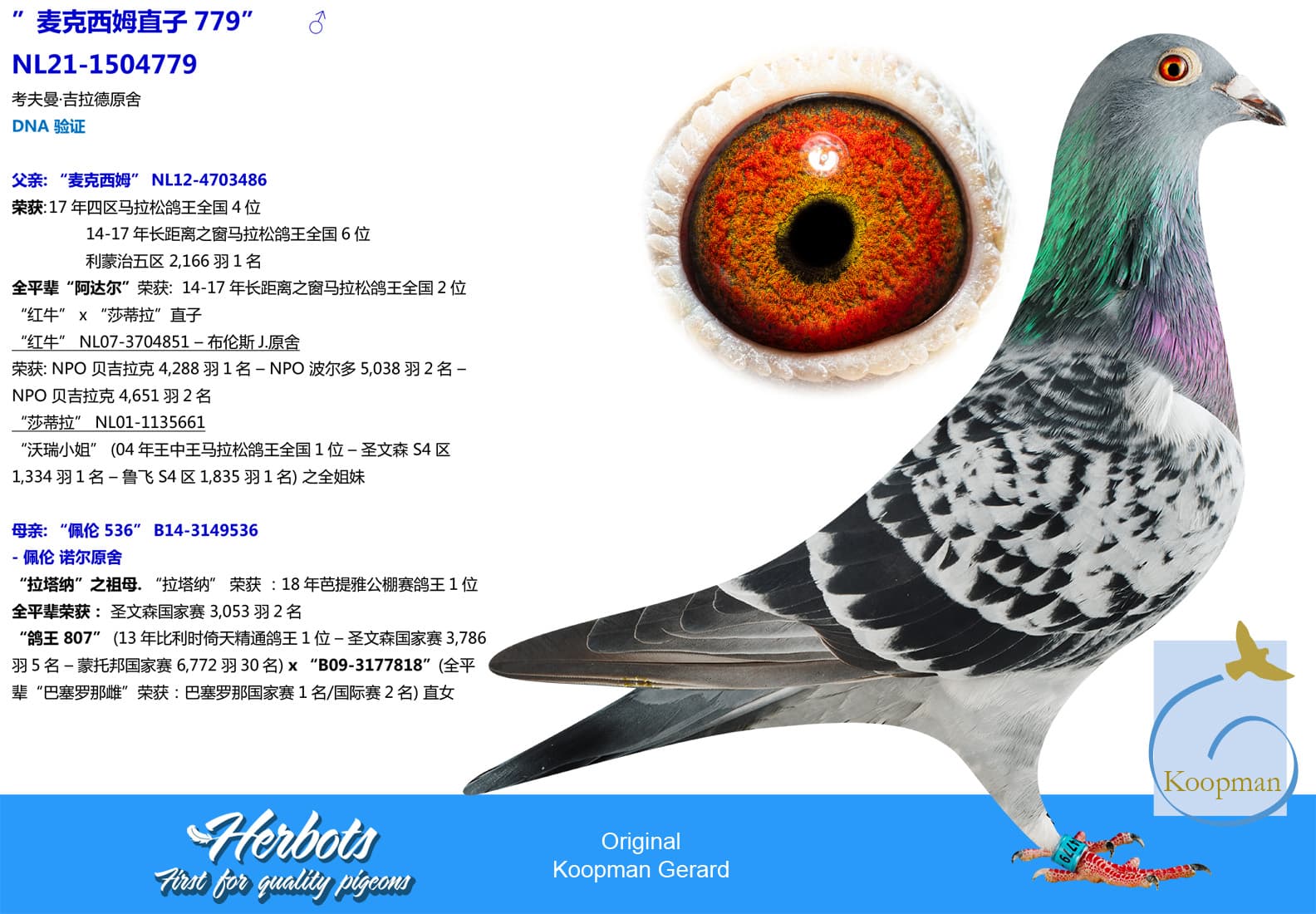 pigeon: ”麦克西姆直子779”