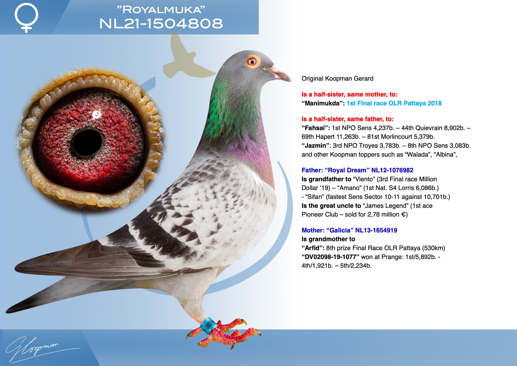 pigeon: undefined