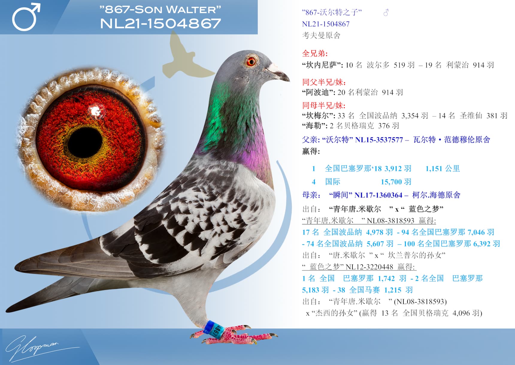 pigeon: ”867-沃尔特之子”