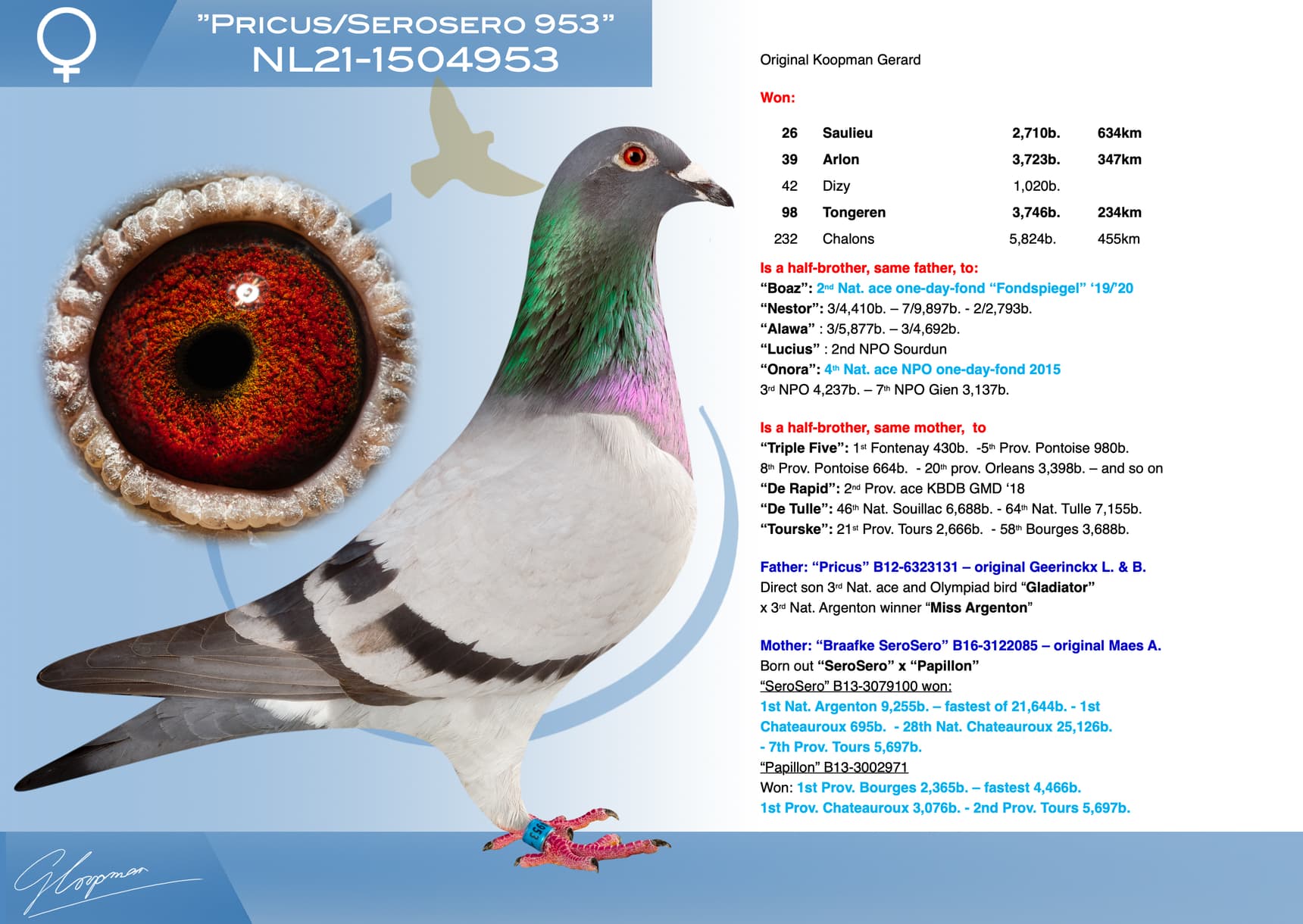 pigeon: undefined