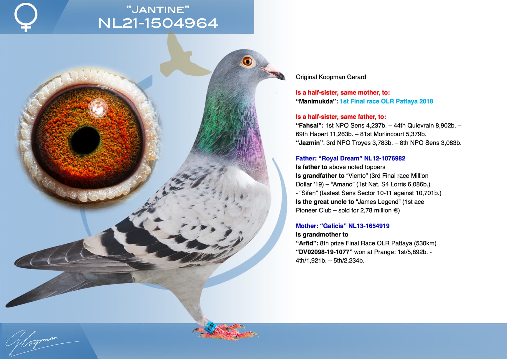 pigeon: undefined