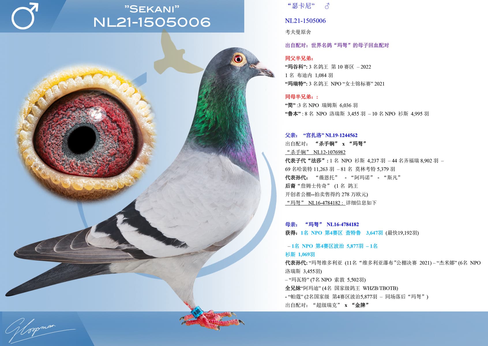 pigeon: undefined