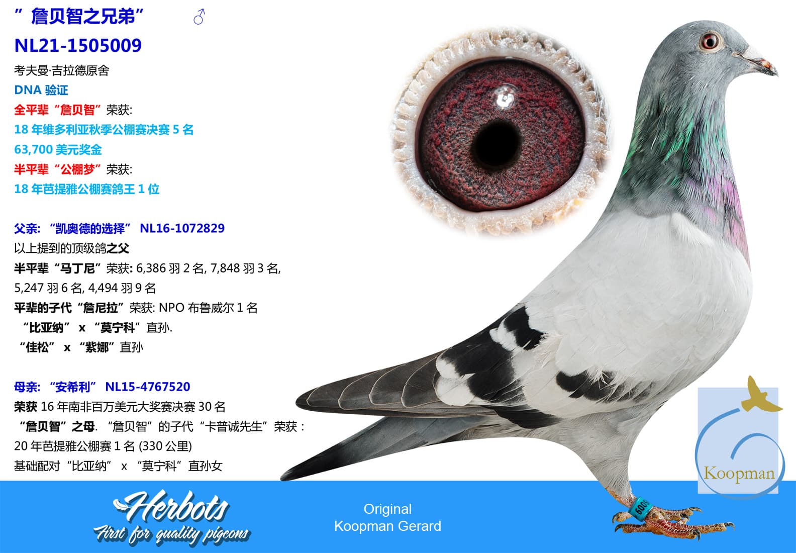 pigeon: ”詹贝智之兄弟”