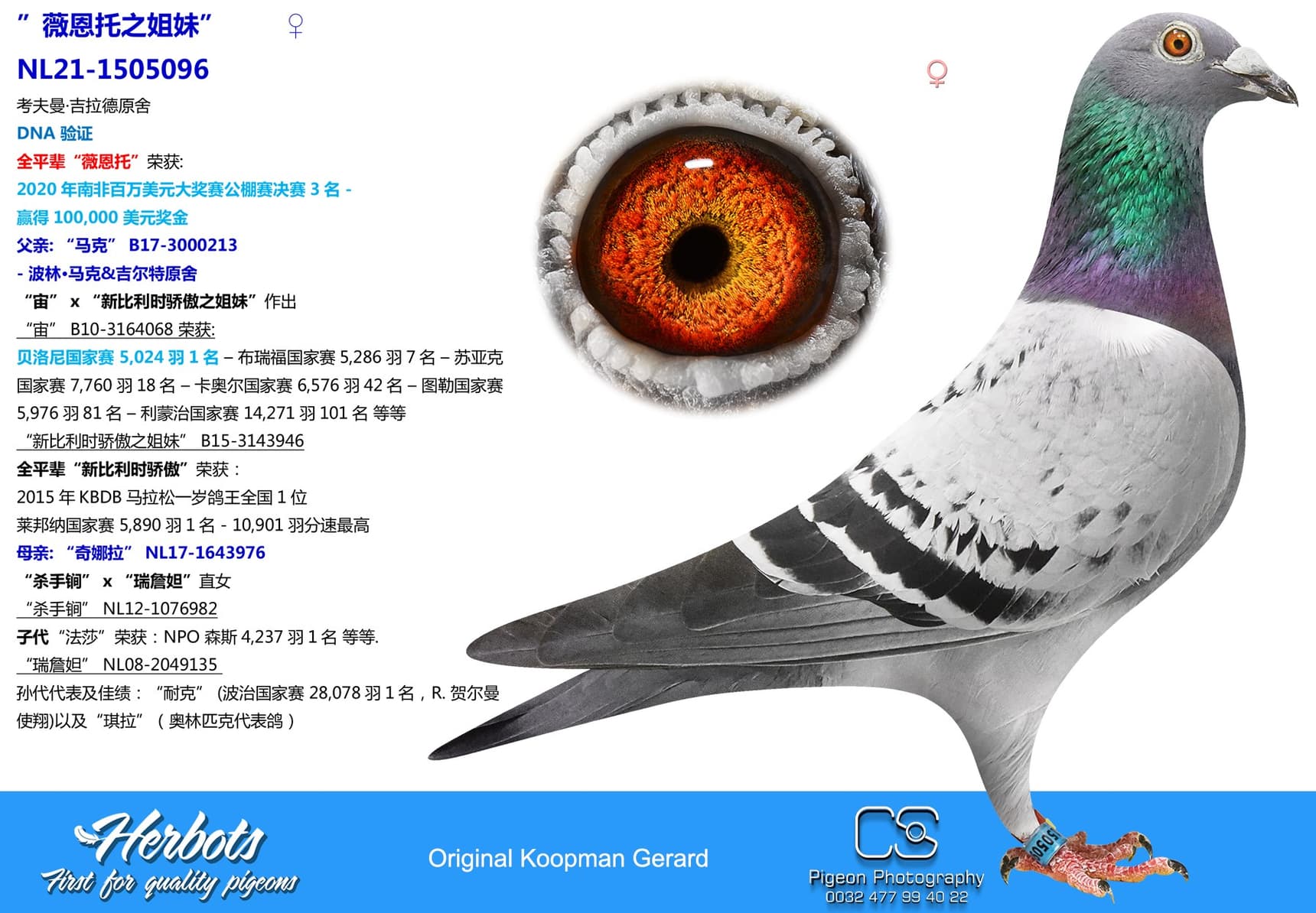 pigeon: ”薇恩托之姐妹”