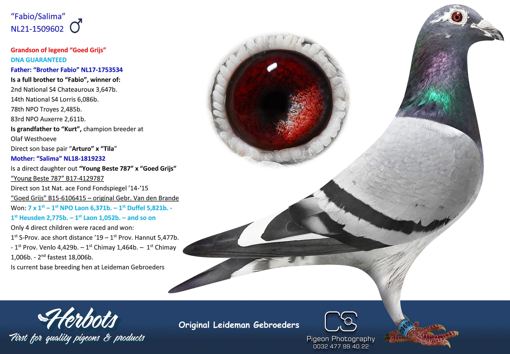 pigeon: undefined