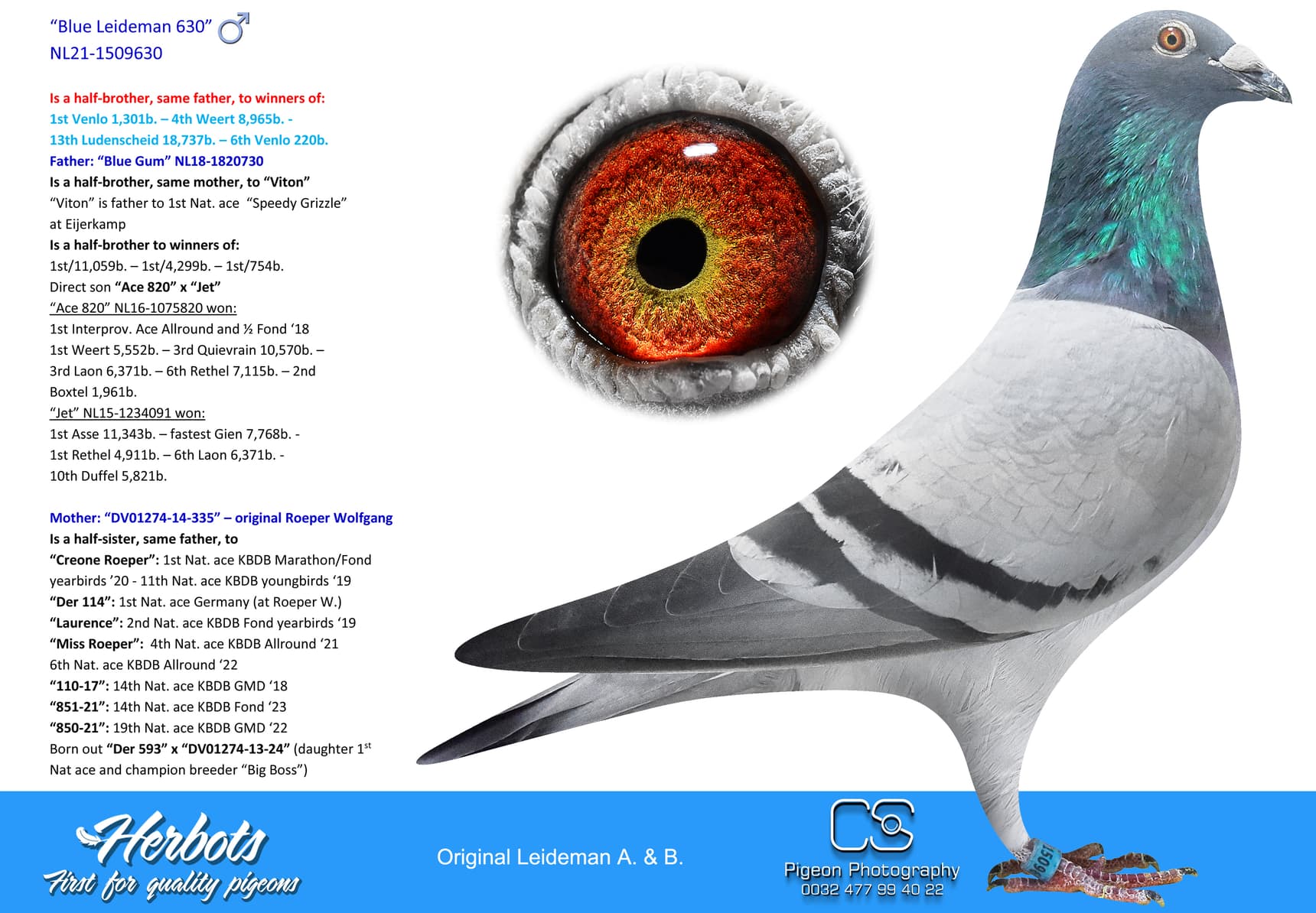pigeon: undefined