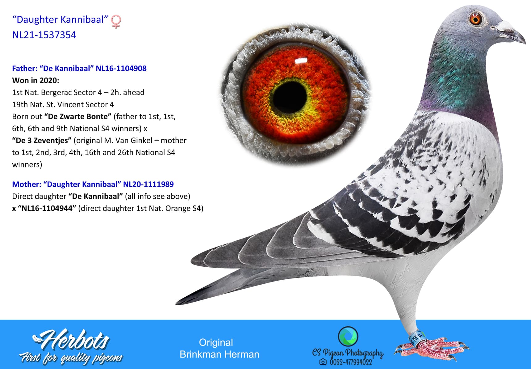 pigeon: undefined
