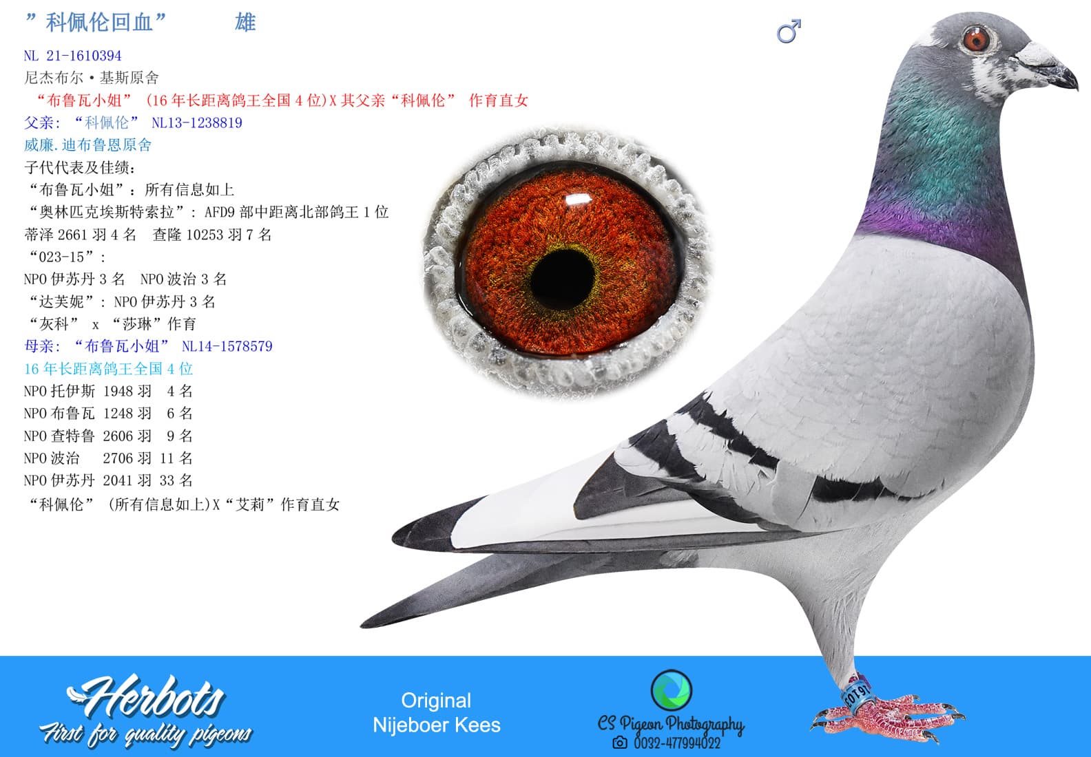 pigeon: undefined