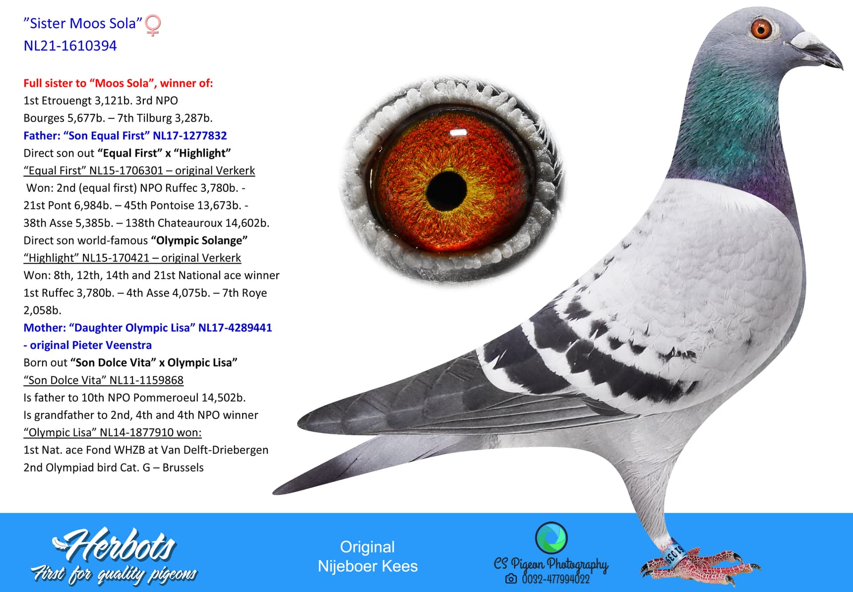 pigeon: undefined