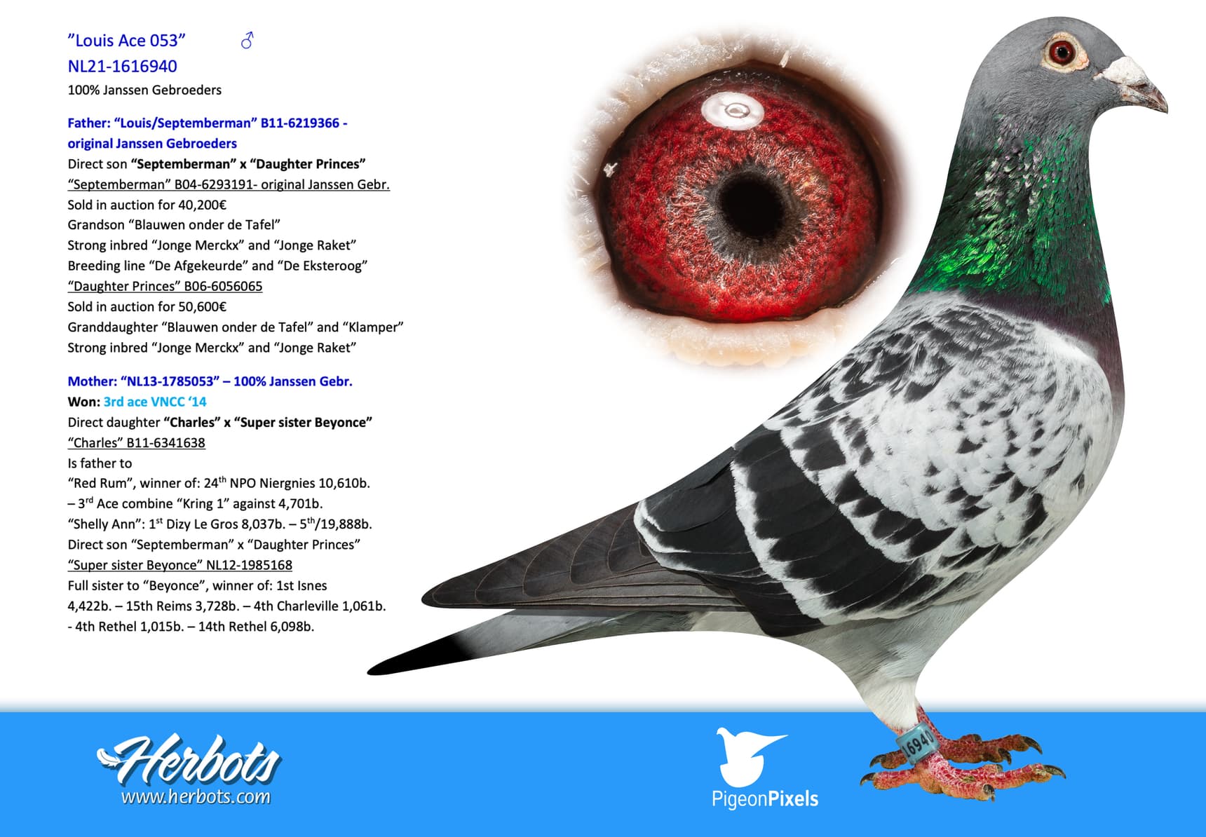 pigeon: undefined