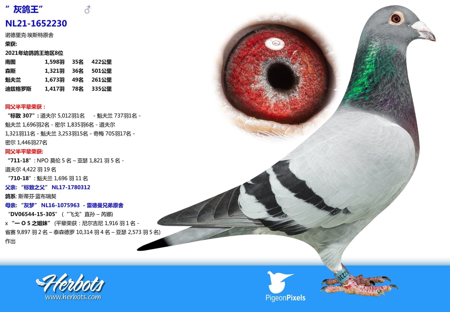 pigeon: undefined