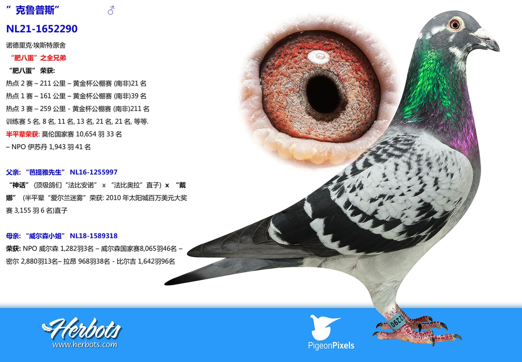 pigeon: undefined