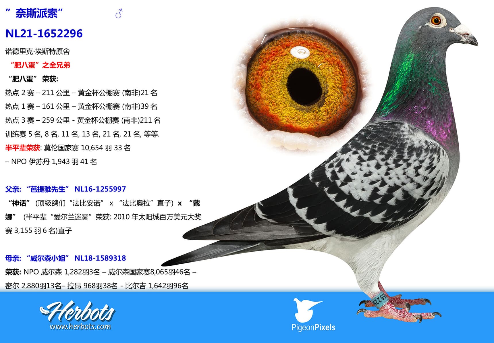 pigeon: undefined