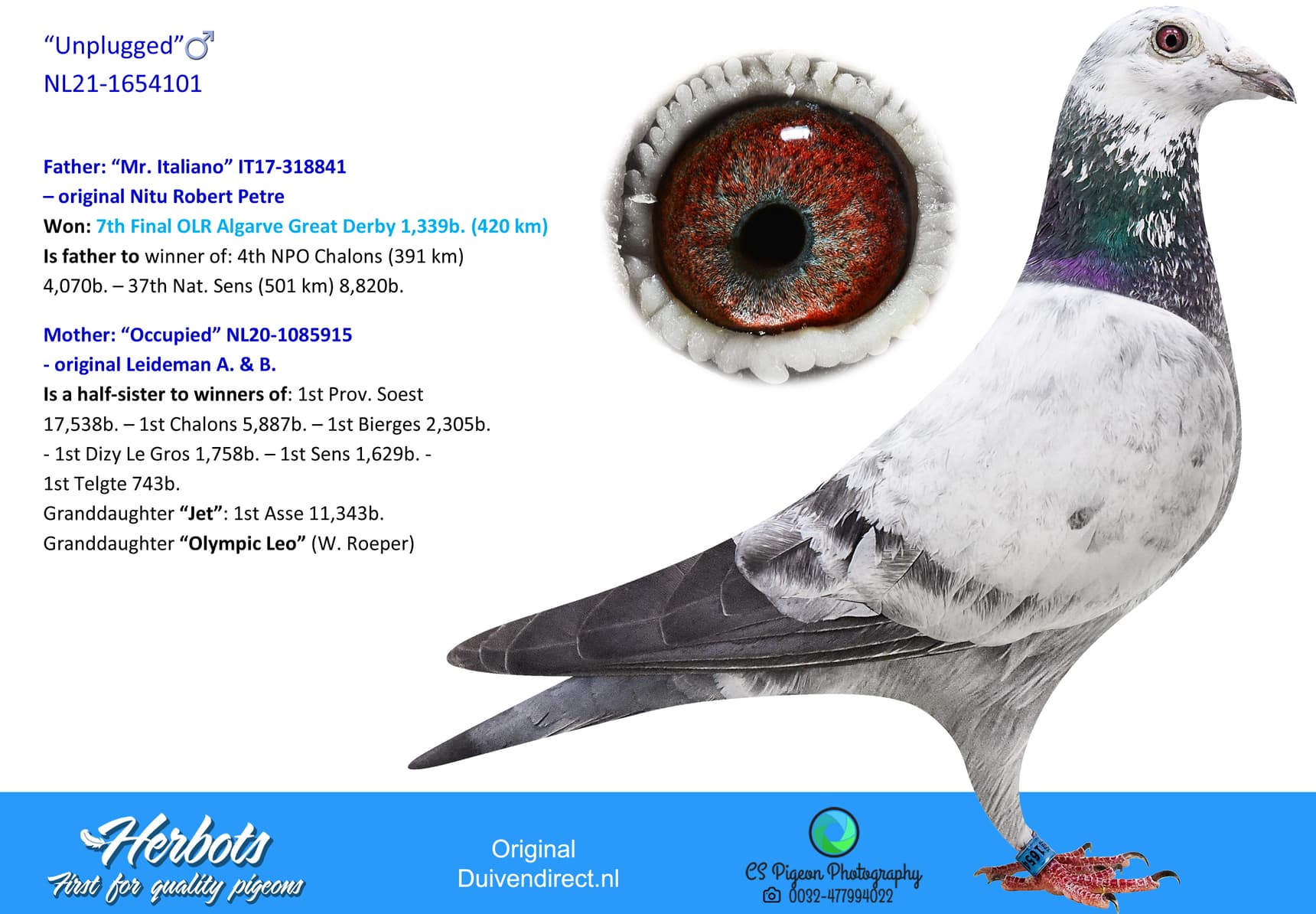 pigeon: undefined