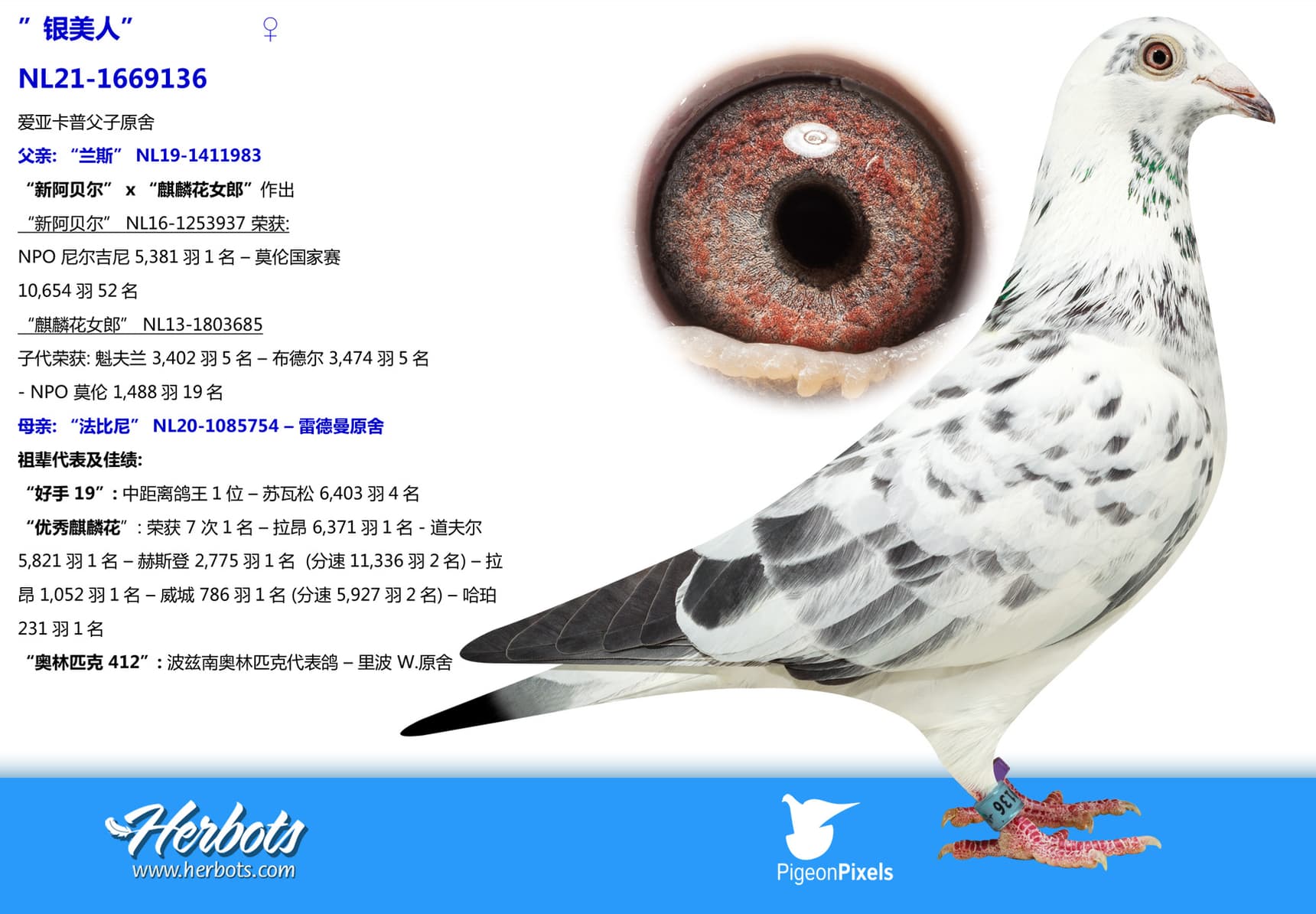 pigeon: undefined