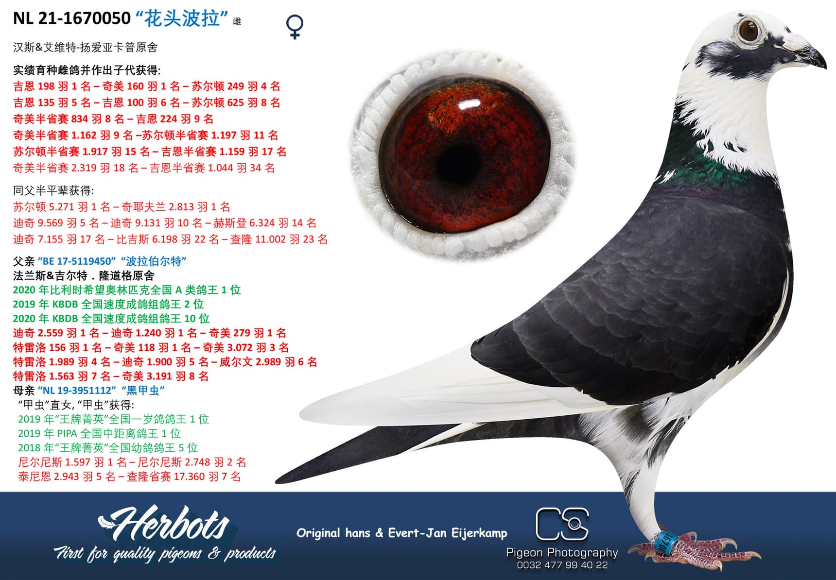 pigeon: “花头波拉”