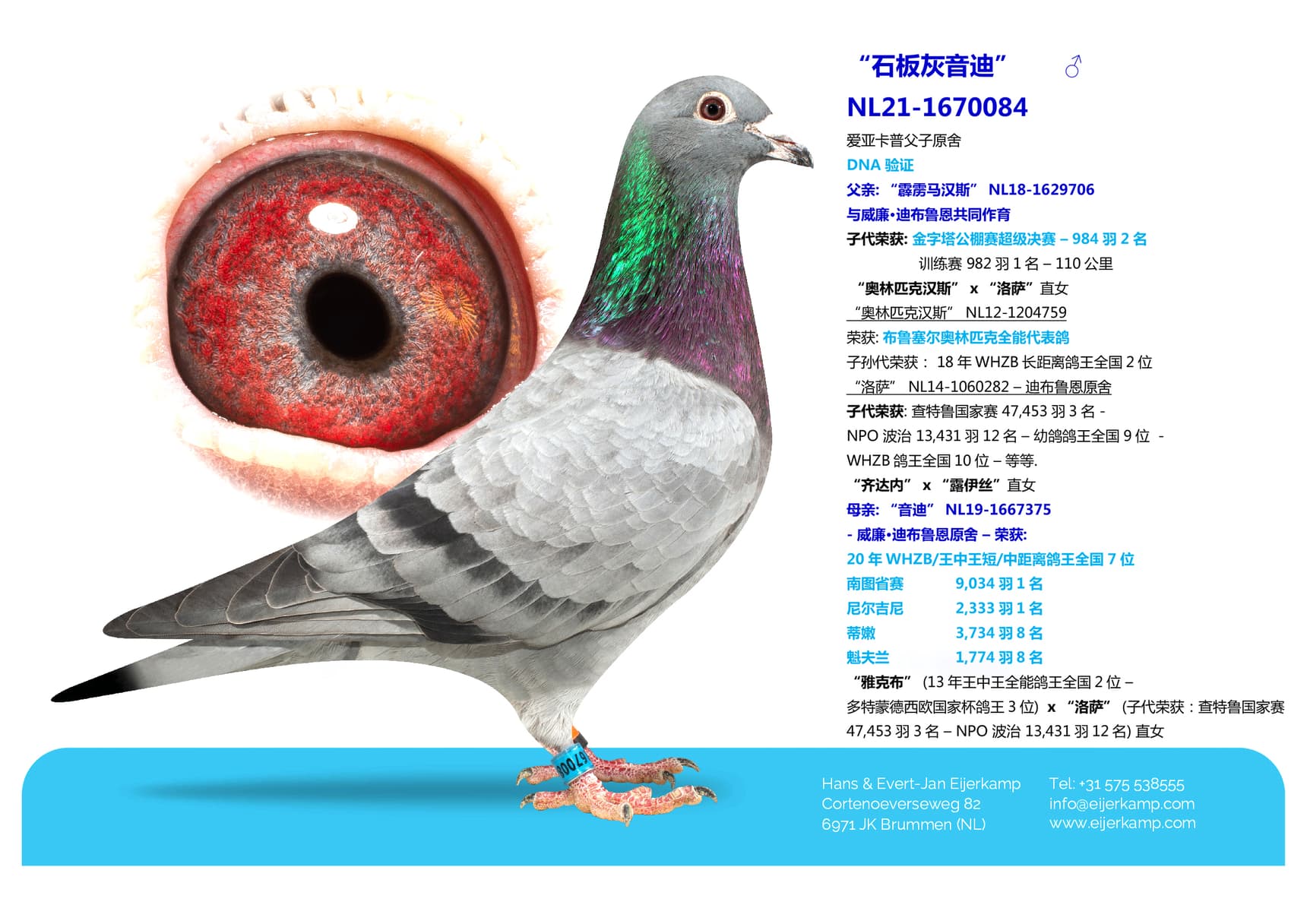pigeon: undefined