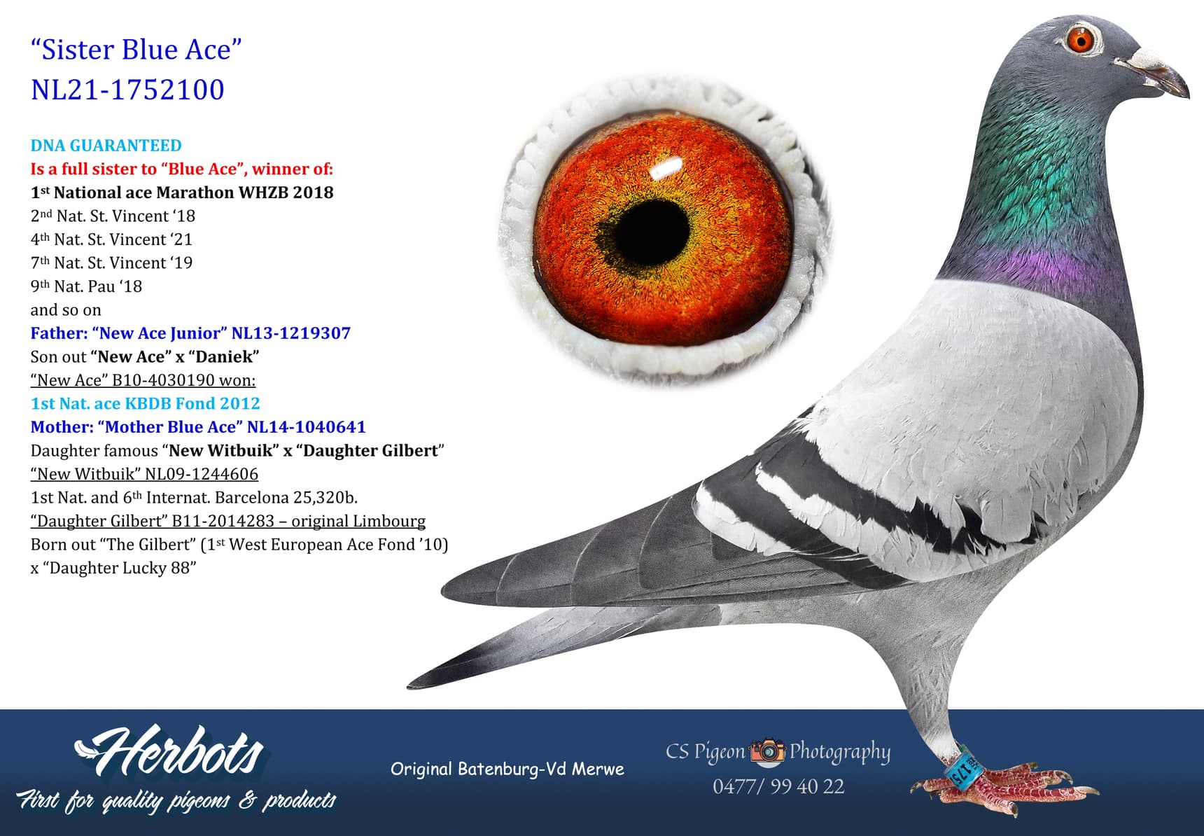 pigeon: undefined