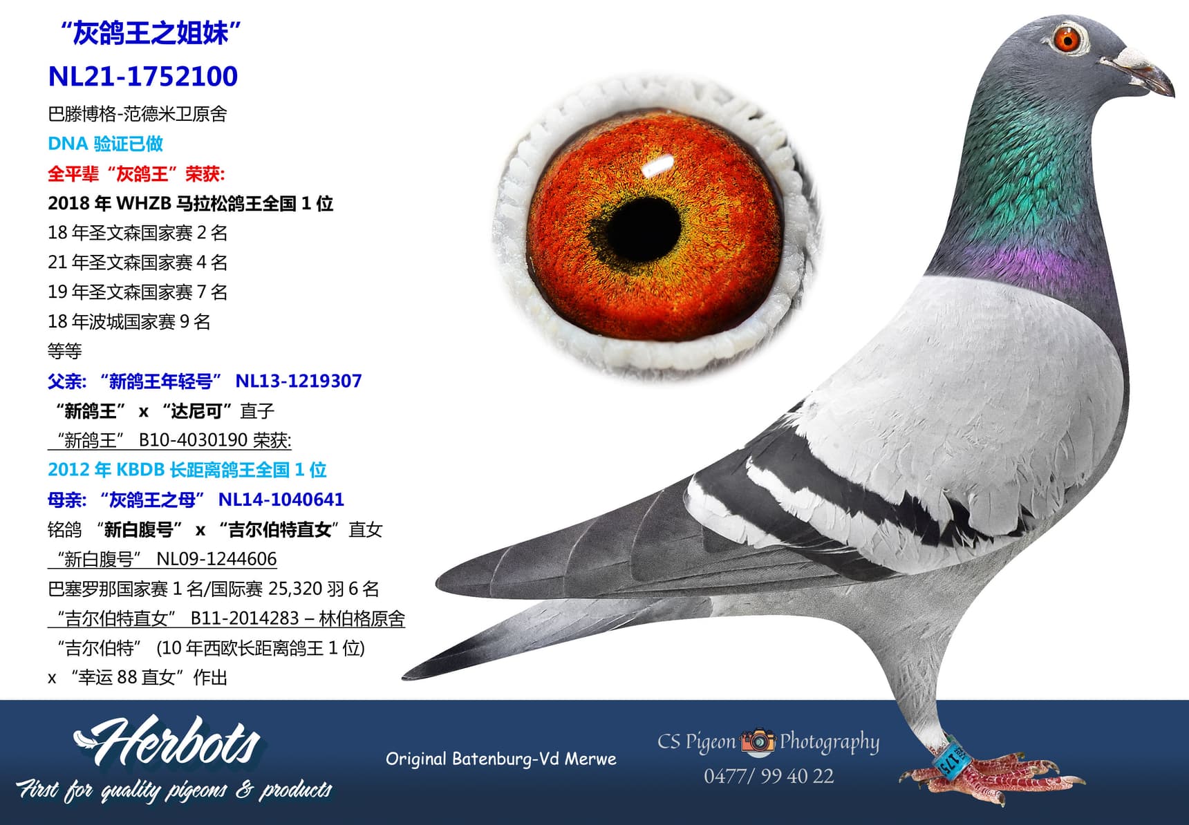 pigeon: undefined