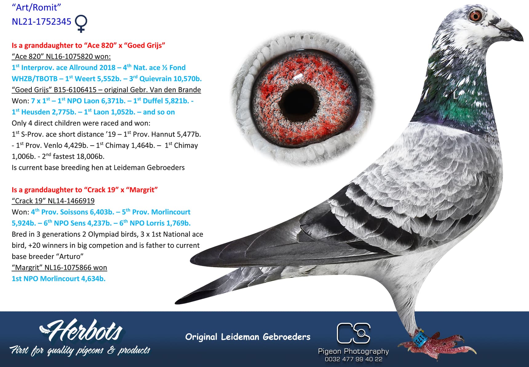 pigeon: undefined