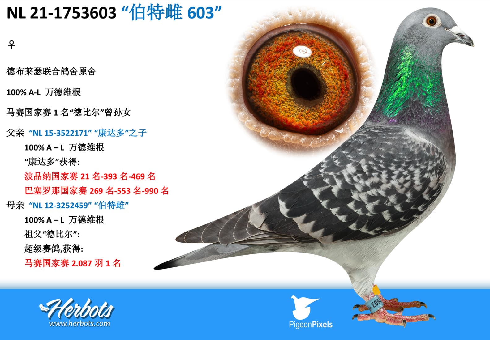 pigeon: “伯特雌603”