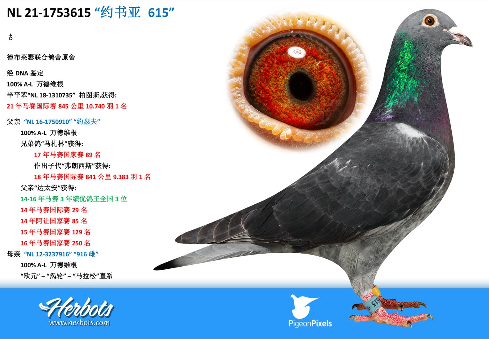 pigeon: “约书亚 615”
