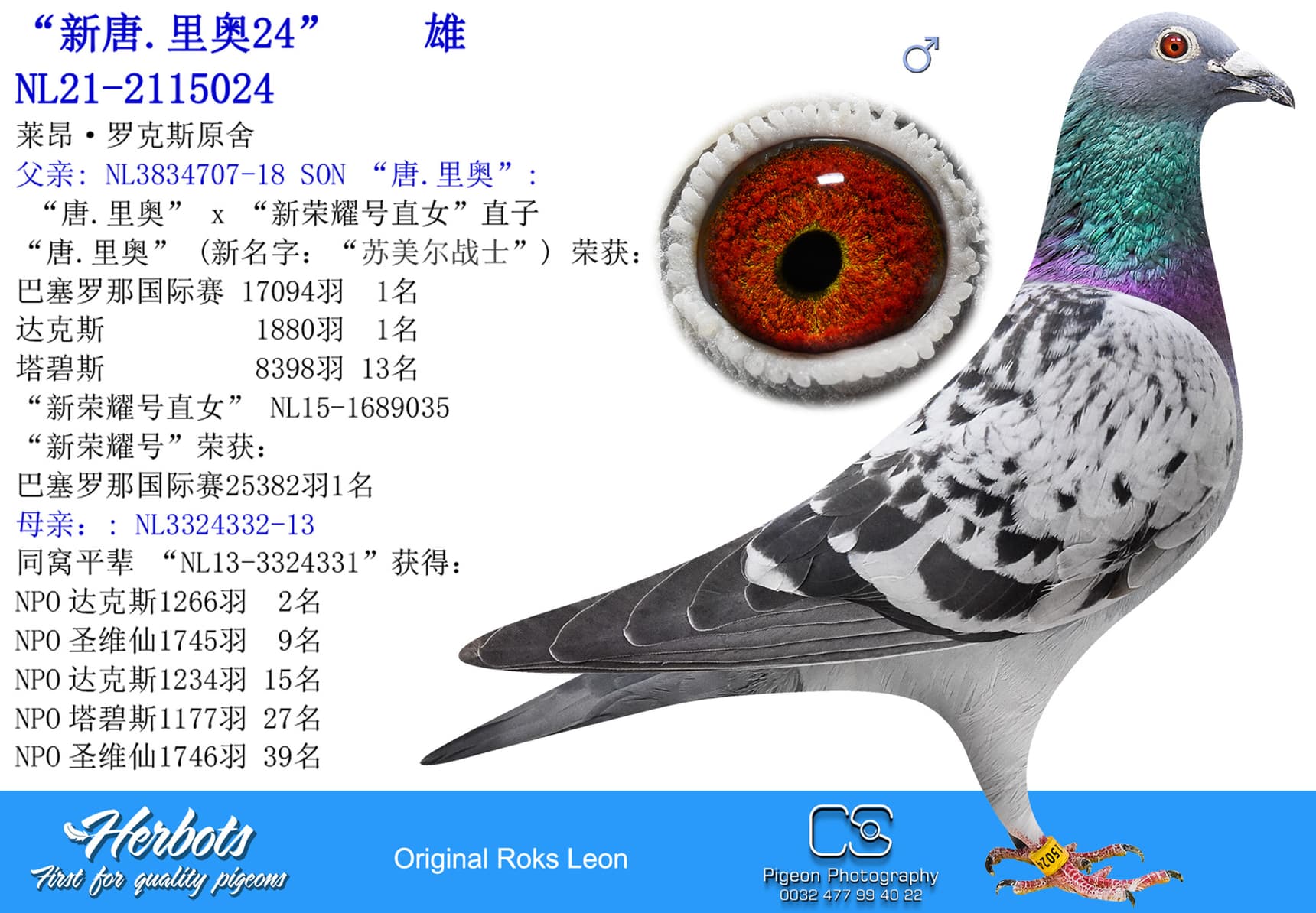 pigeon: undefined