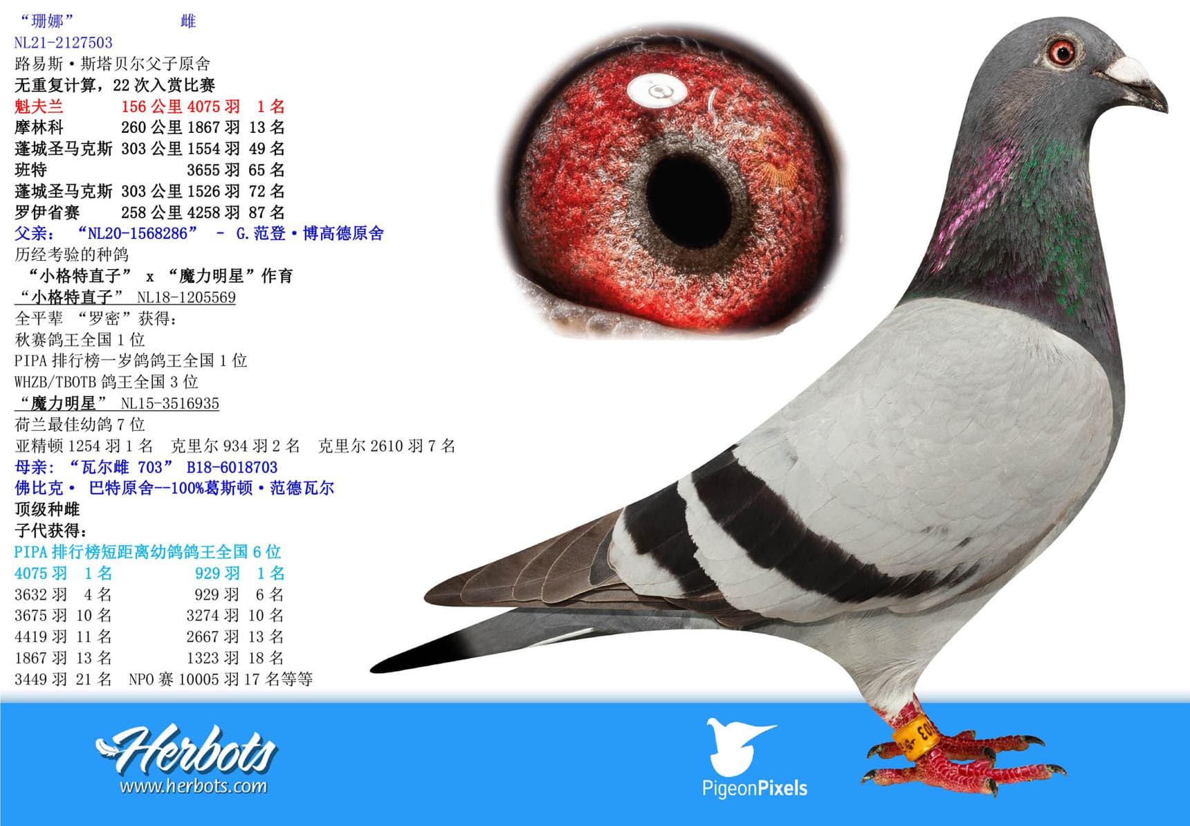 pigeon: undefined