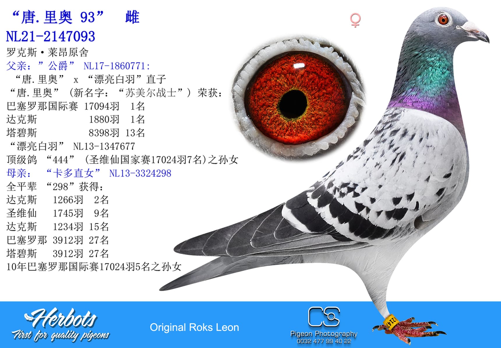 pigeon: undefined