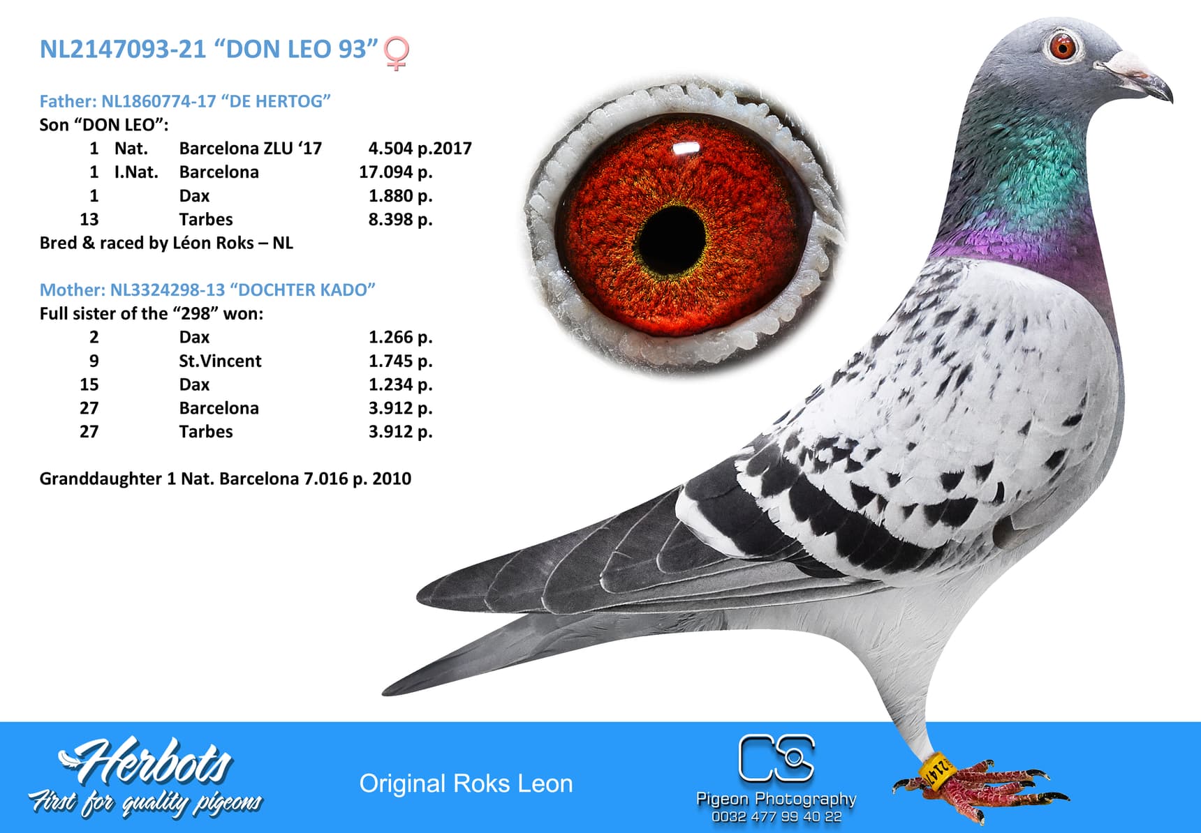 pigeon: undefined