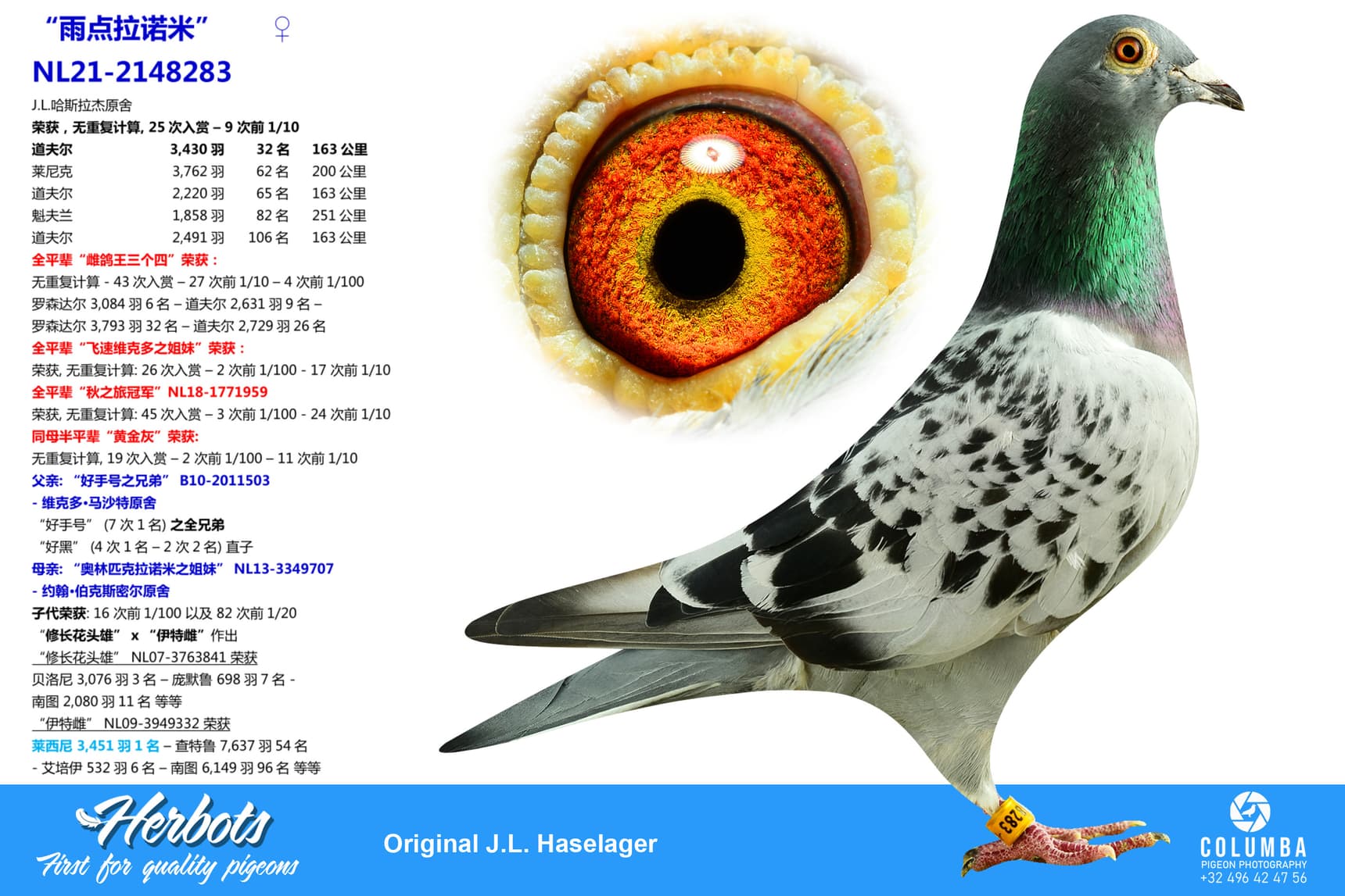 pigeon: undefined
