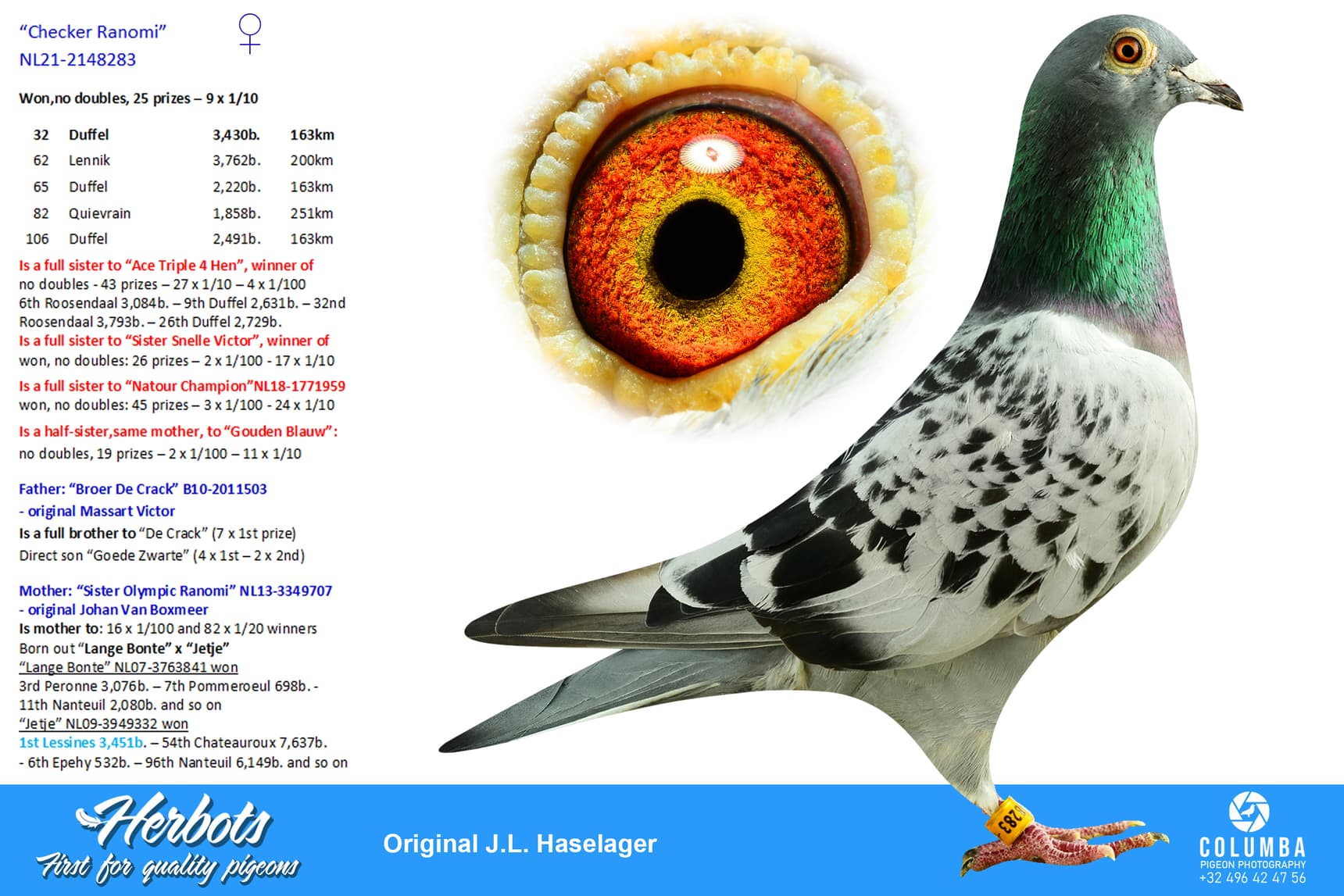 pigeon: undefined