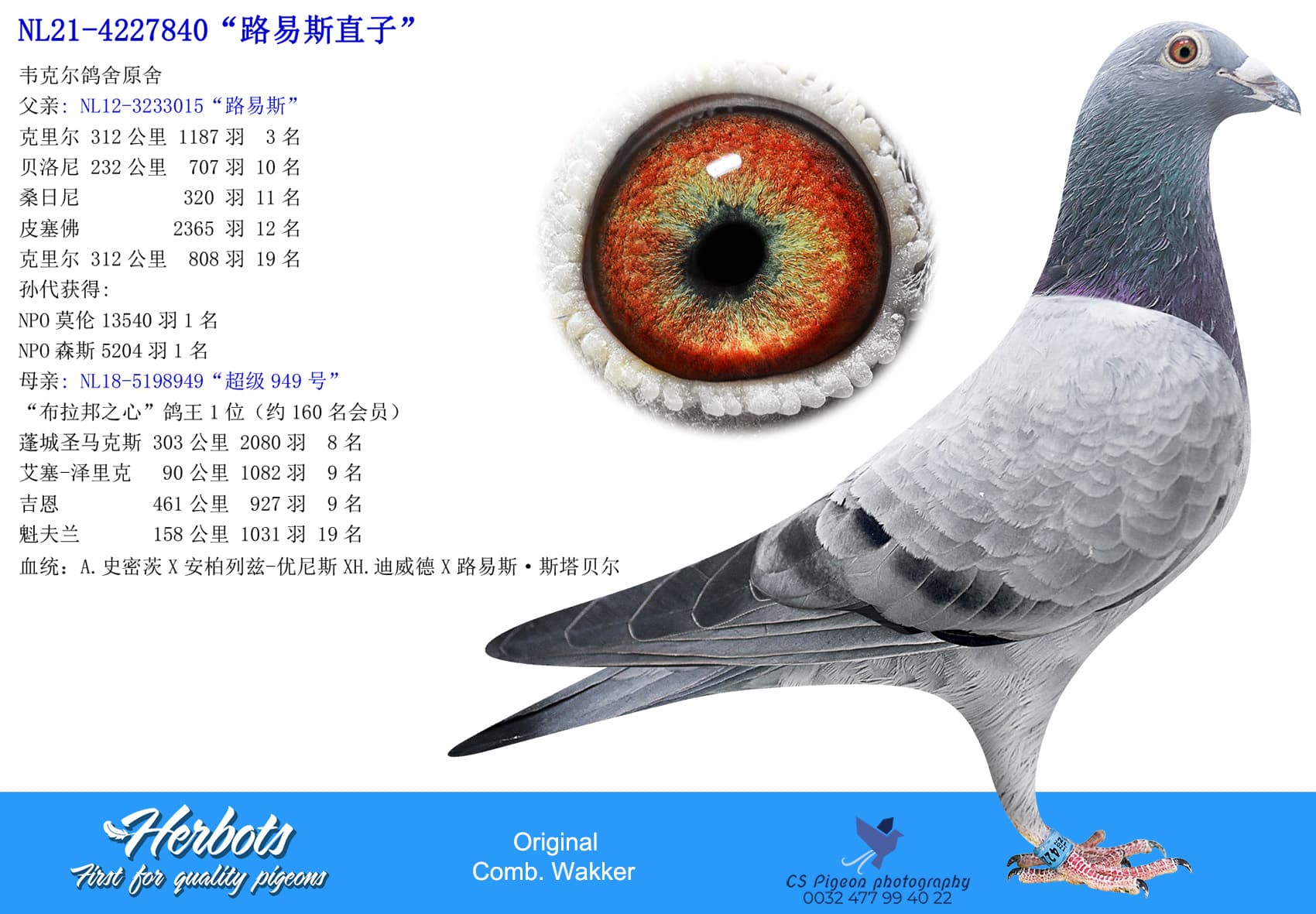 pigeon: undefined
