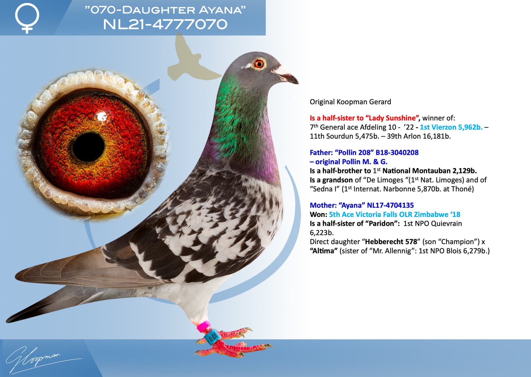 pigeon: undefined