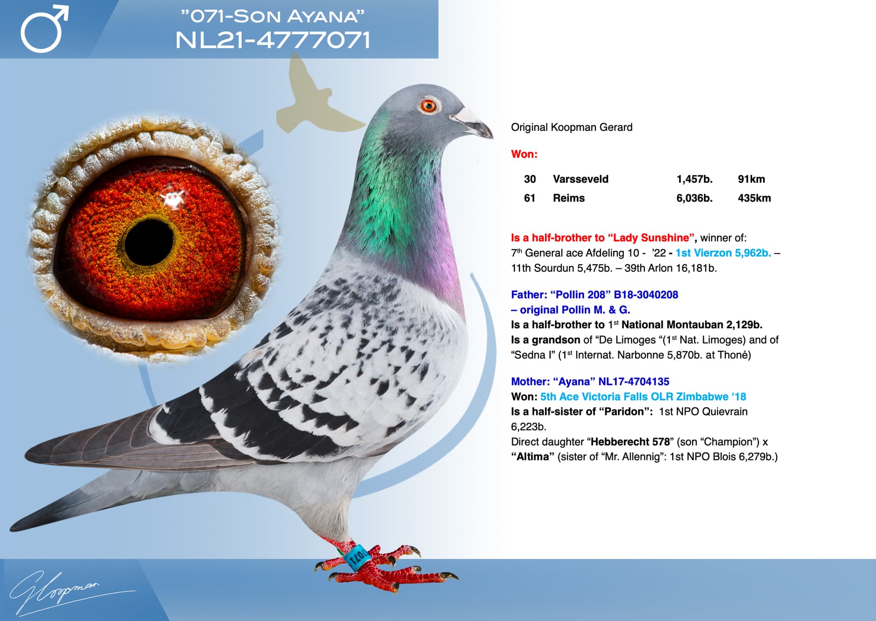 pigeon: undefined