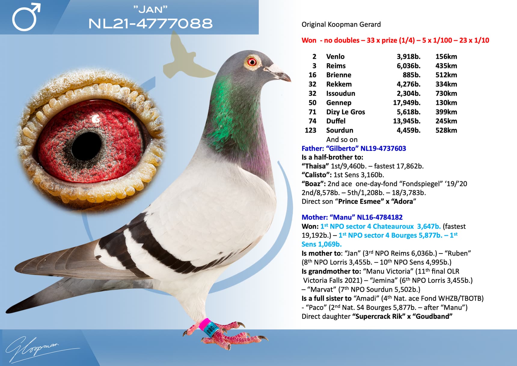 pigeon: undefined