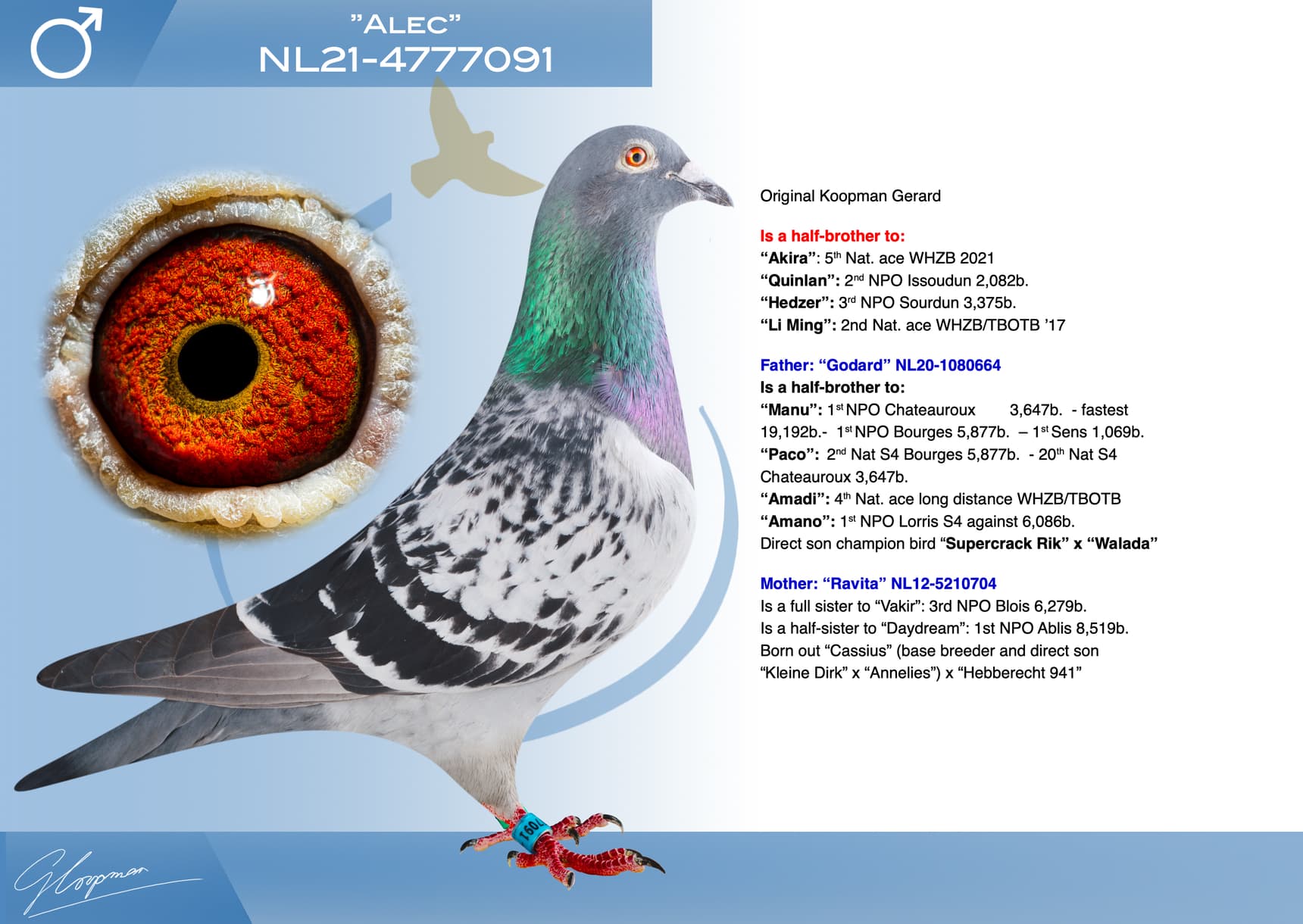 pigeon: undefined
