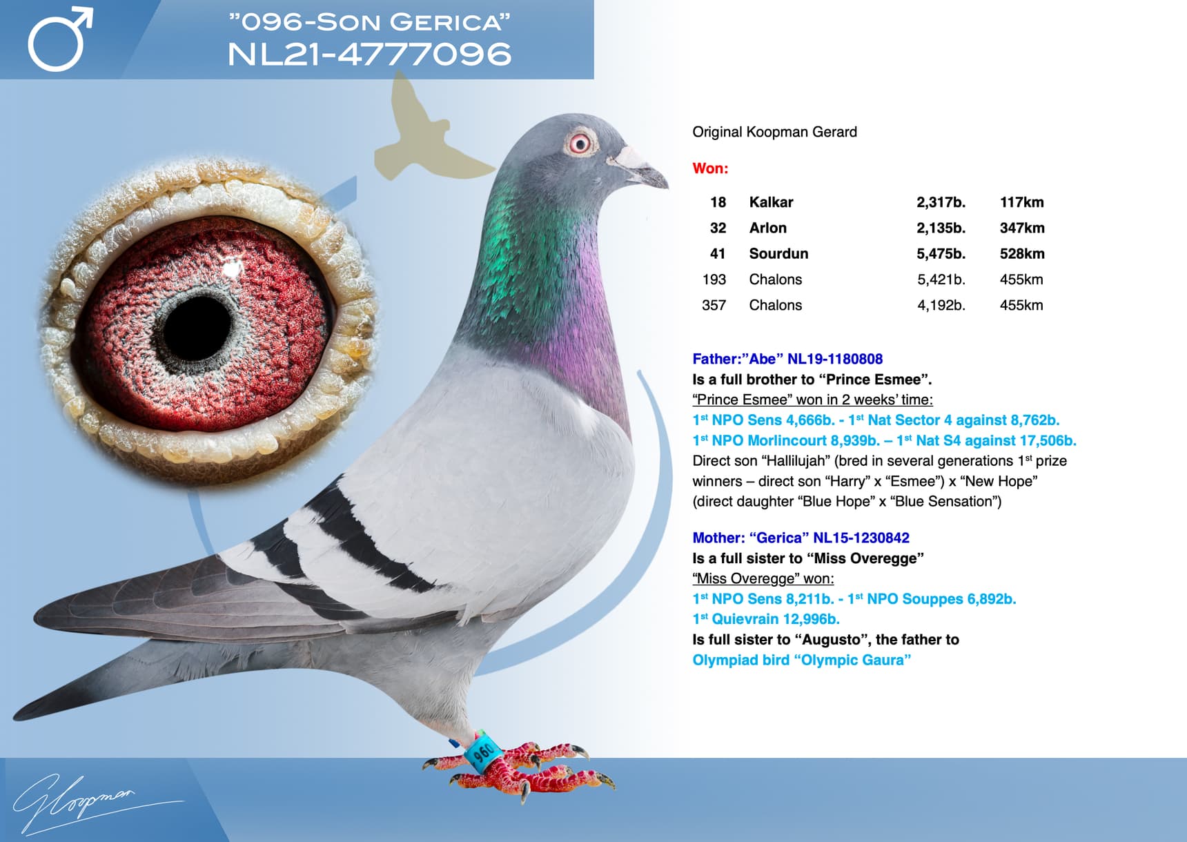 pigeon: undefined