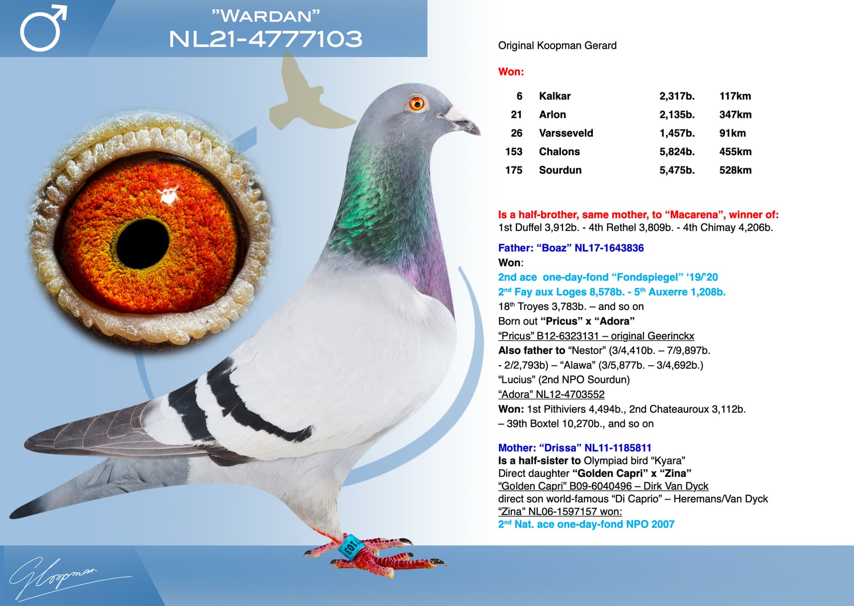 pigeon: undefined
