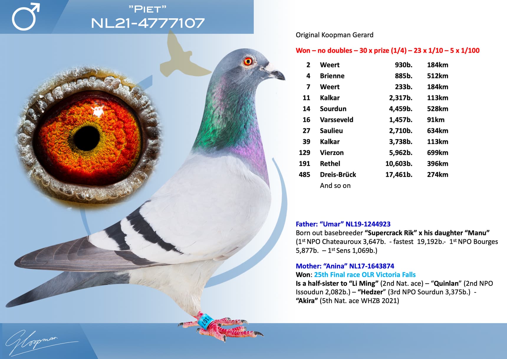 pigeon: undefined