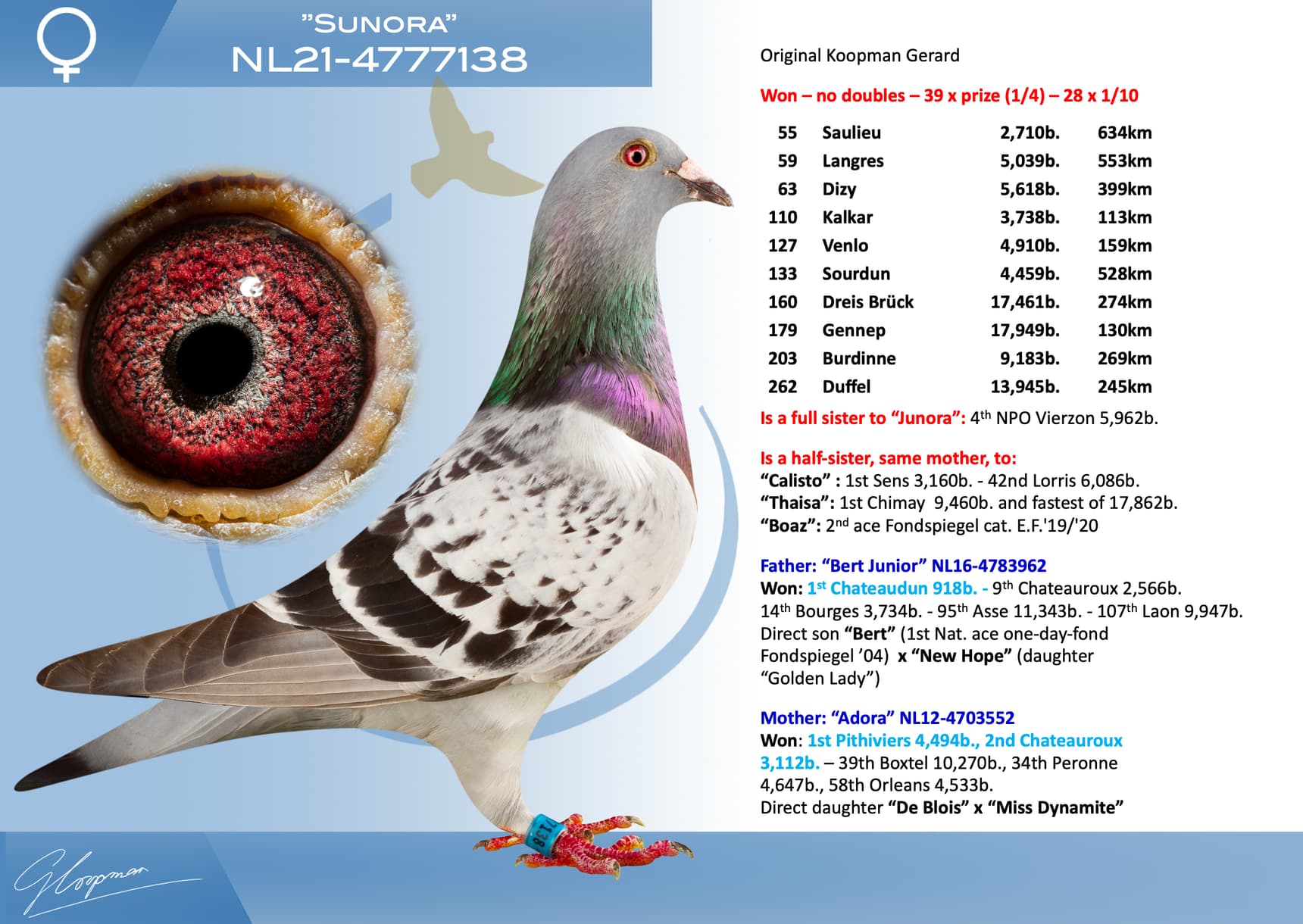 pigeon: undefined